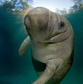 Manatee